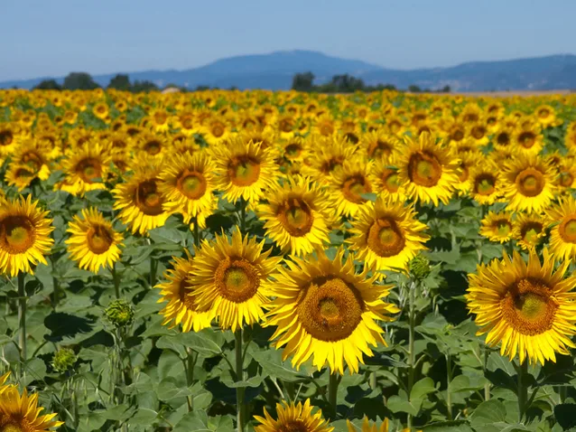 Agricultură & Industrie